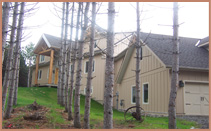 Trees and House Behind It